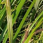 Carex acuta Fruit