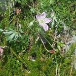 Geranium argenteum 花