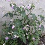 Impatiens balfourii Хабит