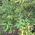 Aloysia citriodora Blad