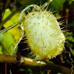 Echinocystis lobata Fruit