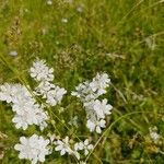 Filipendula vulgarisFlower