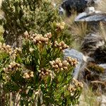 Baccharis prunifolia Flor