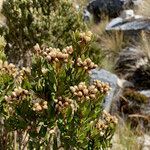 Baccharis prunifolia 花