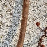Parthenocissus tricuspidata Cortiza