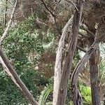 Juniperus turbinata Hábitos
