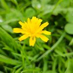 Scorzoneroides autumnalis Flower