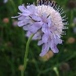 Scabiosa columbaria Flower