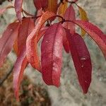 Prunus persica Blatt