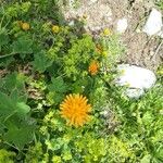 Crepis aureaFlower