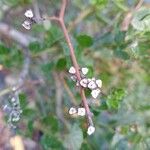 Ceanothus thyrsiflorusBlodyn