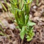 Legousia hybrida Blatt