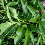 Paeonia lactiflora Frunză