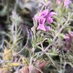 Thymbra spicata Květ