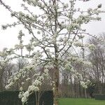 Pyrus nivalis Other