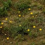 Krigia dandelion Habitus