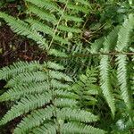 Pteris pteridioides Folio