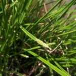 Eleocharis palustris Lehti