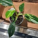 Monstera lechleriana Агульны выгляд