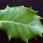 Quercus × auzendei Leaf