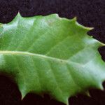 Quercus x auzandri 葉