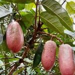Dacryodes edulis Fruit