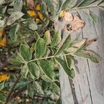 Senna bicapsularis Blatt