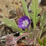 Phacelia cephalotes Λουλούδι