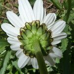 Leucanthemum catalaunicum