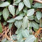 Chimaphila maculata Hoja