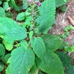 Stachys sylvaticaDeilen