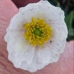 Ranunculus amplexicaulis Квітка