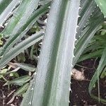 Pandanus odorifer Leaf