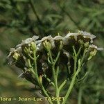 Achillea chamaemelifolia Flower