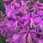 Epilobium angustifoliumFlower