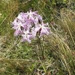 Dianthus superbus Floare