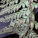 Polystichum aculeatum Mbuma