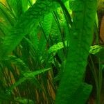 Microsorum pteropus Leaf