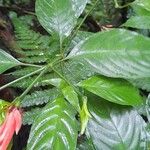 Aphelandra scabra List