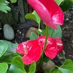 Anthurium nymphaeifolium Floare