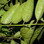 Zanthoxylum acuminatum 葉