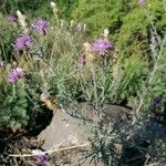 Centaurea stoebe ফুল
