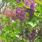 Syringa vulgarisBlatt