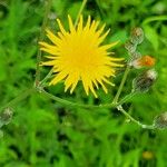 Sonchus arvensis Flower