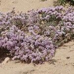 Limonium tuberculatum Flor