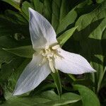 Trillium flexipes Flower