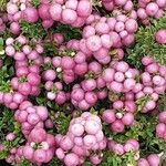 Gaultheria mucronata Hábito