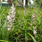 Liriope muscariFiore