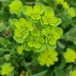 Euphorbia helioscopiaЦвят