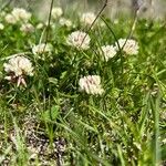 Trifolium thalii ফুল